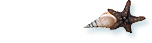 貝殻ひろい